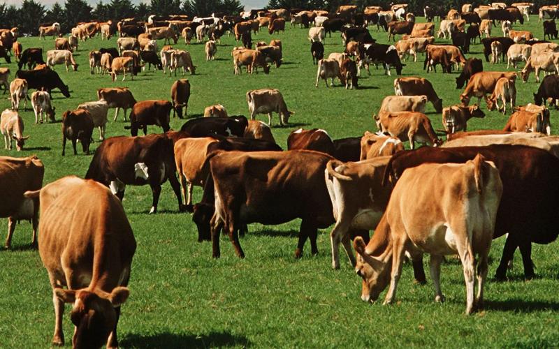 Keşmir'in Entegre Süt Ürünleri Geliştirme Programı: Süt Ürünleri Çiftçiliğinde Yeni Bir Dönem