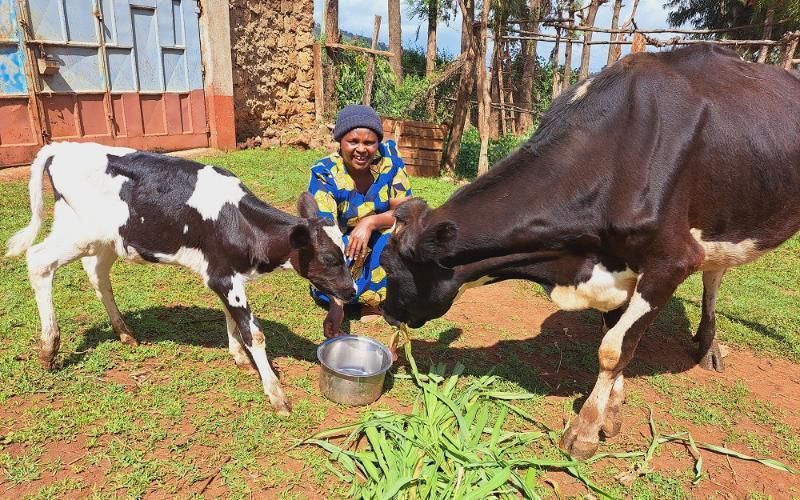 Ganaderos Lecheros en Kenia Mejoran Rendimientos a Través de Programa de Capacitación