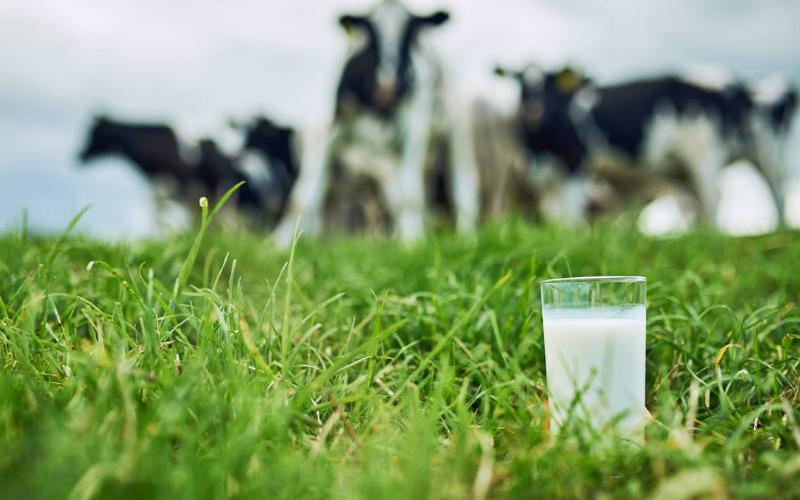Las cooperativas lácteas irlandesas mantienen los precios de la leche para febrero de 2026