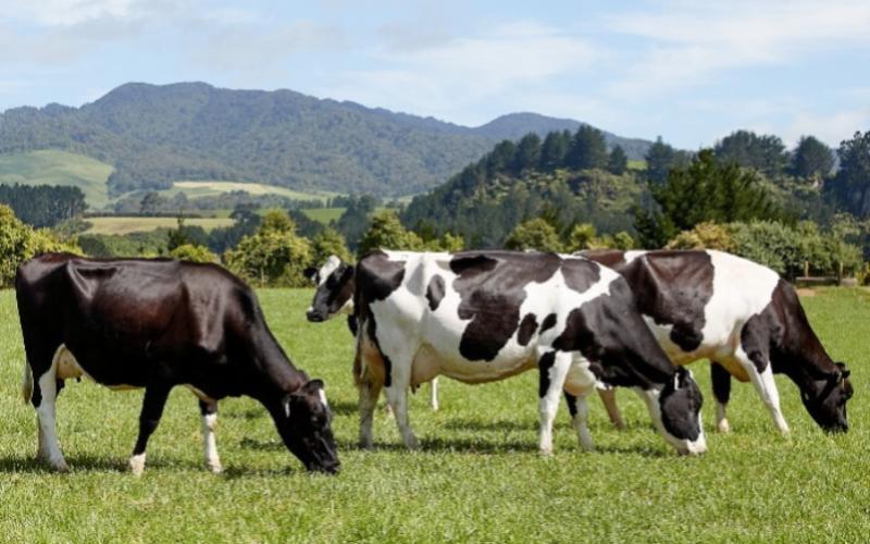 Fonterra Emphasizes New Zealand Dairy's Natural Benefits