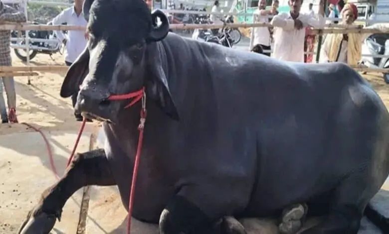 India’s buffalo-meat exports crossed $5.1bn in FY2025-26