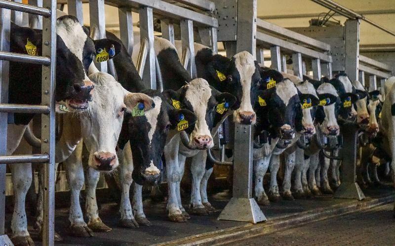 New York Dairy Farms Confront Expansion Hurdles Due to Regulations