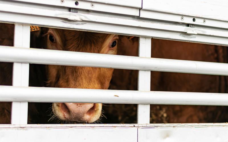 El USDA alerta sobre la amenaza del gusano barrenador para la industria ganadera de Misuri