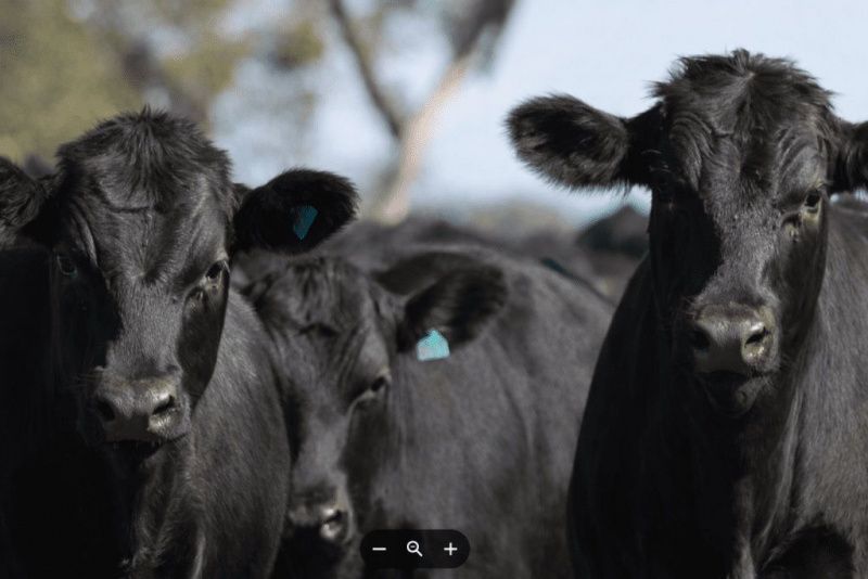 Australia Aims to Process 100,000 Beef-on-Dairy Cattle by 2030