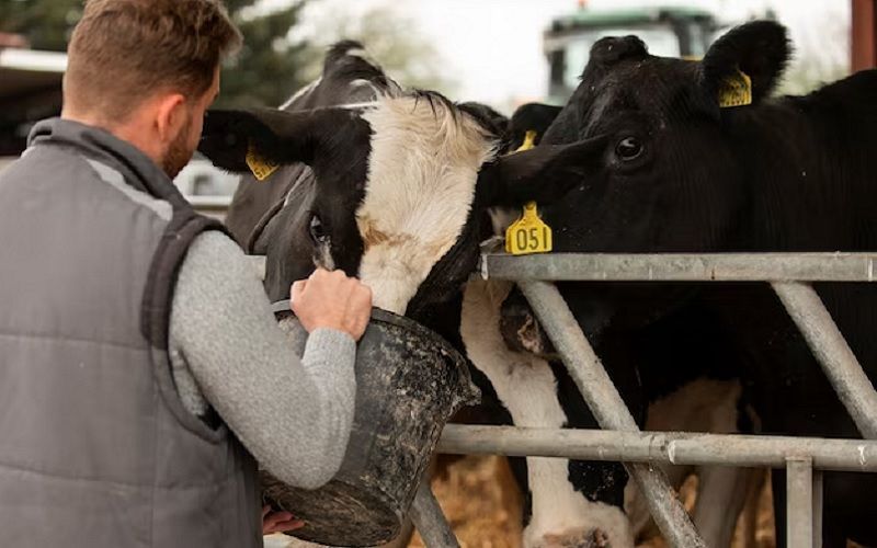 Belarus to Launch 21 Dairy Complexes by End of 2025