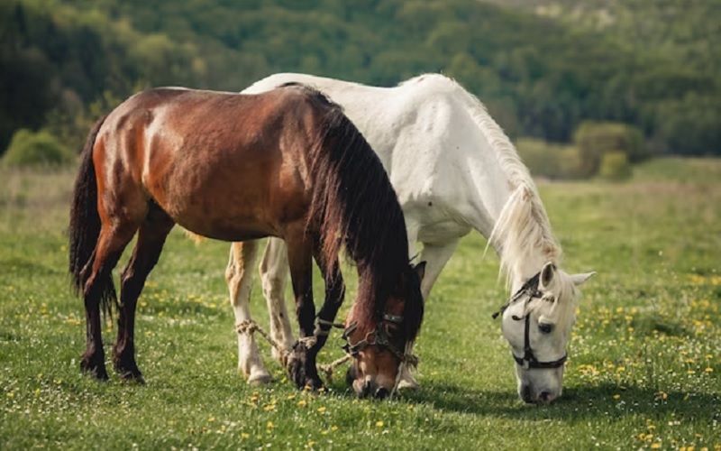 В Казахстане создают Институт коневодства и кормопроизводства