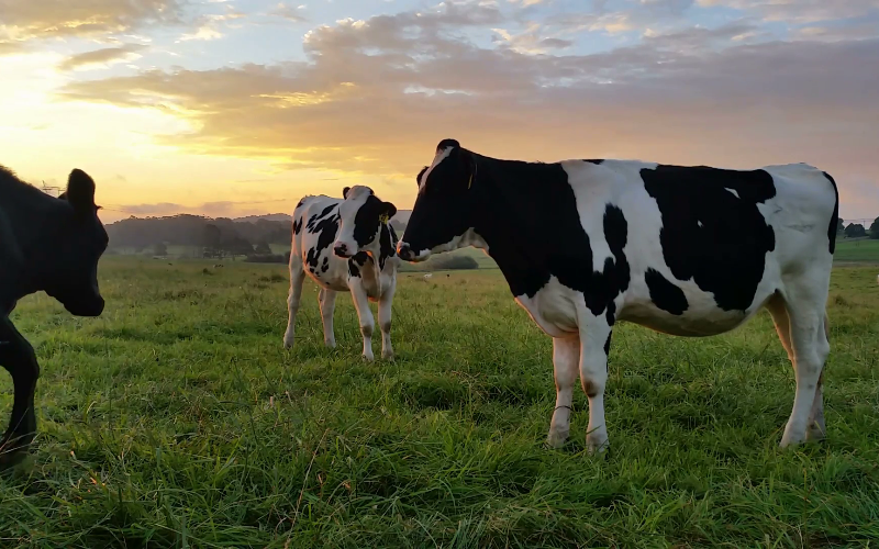 Oman's Dairy Sector Flourishes with New Developments