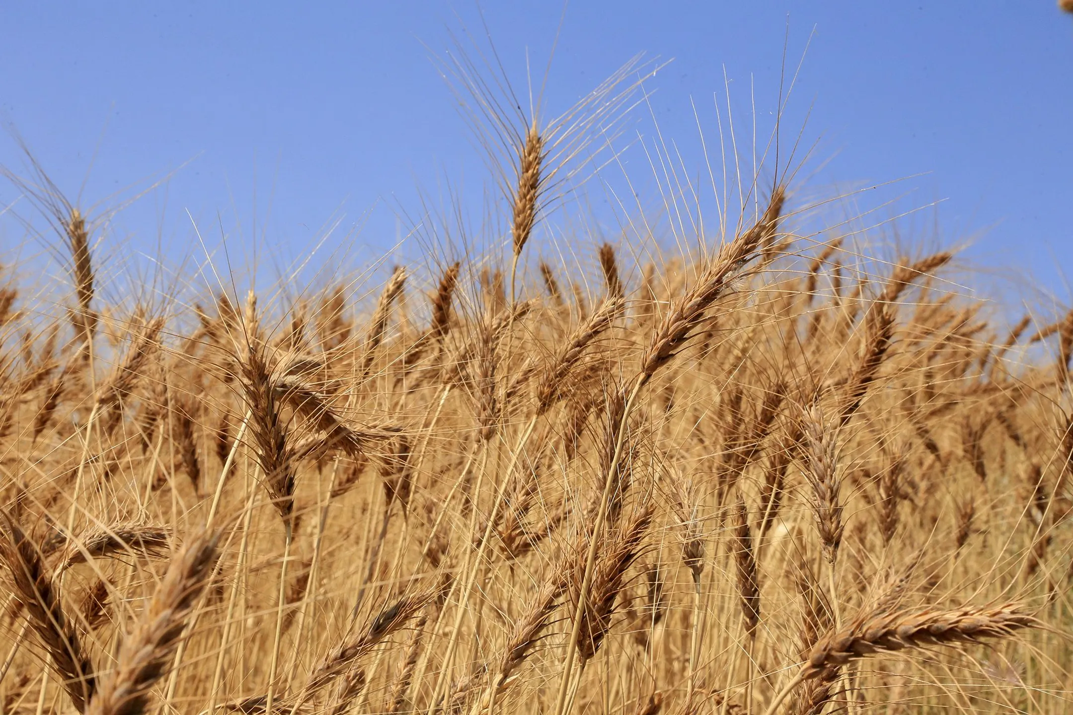 Tokayev orders rollout of artificial intelligence in Kazakhstan’s agriculture