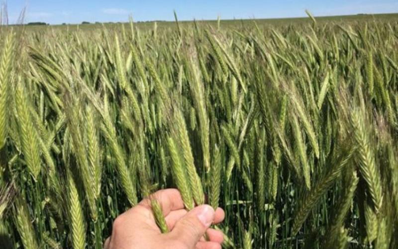 Hybrid Rye: A New Alternative for Feeding Dairy Cows