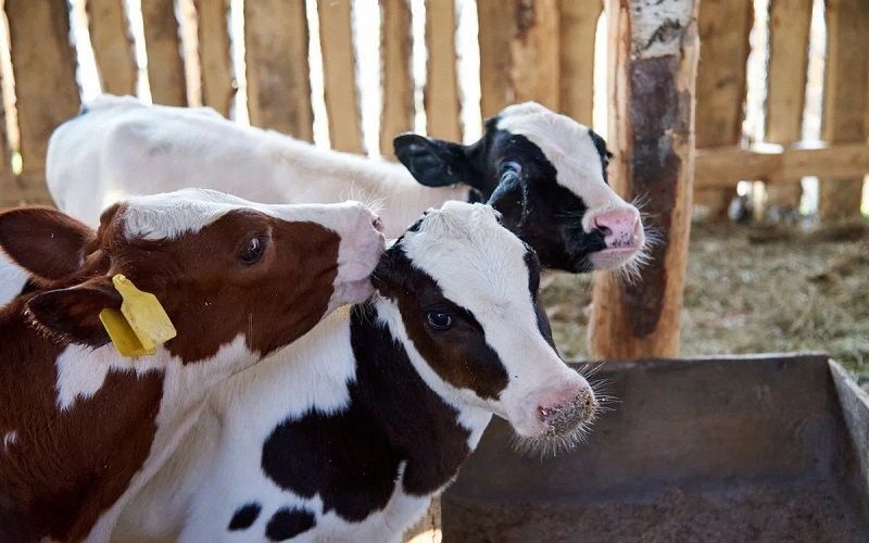 Transitioning Calves to Once-a-Day Feeding