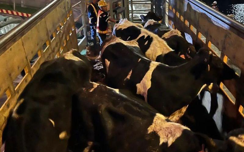 Endonezya, Tedarik Kaynaklarını Çeşitlendirmek İçin Süt Sığırı İthalatını Genişletiyor