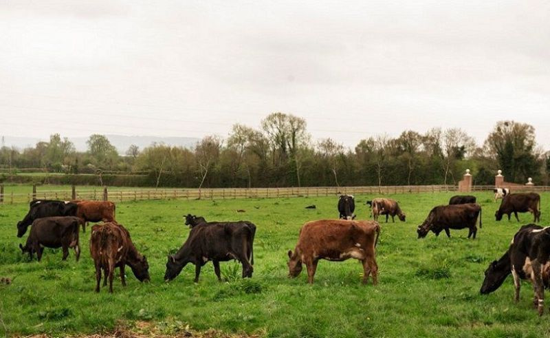 Welsh Dairy Industry Faces Crisis Over Sustainable Farming Scheme