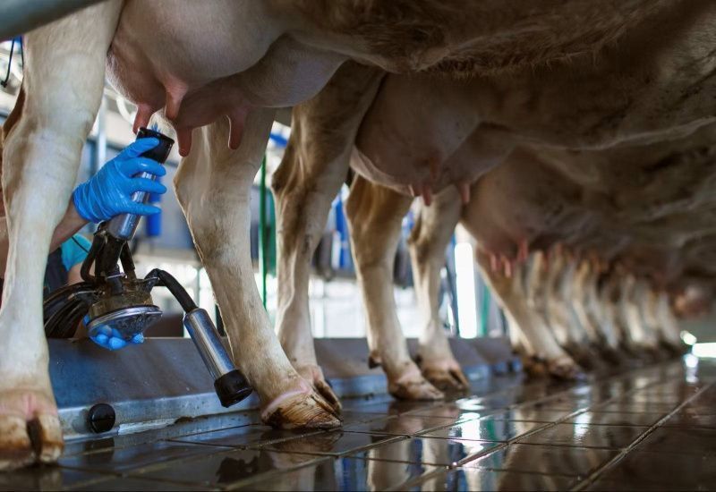 European Milk Prices Rise as Butter and Powder Markets Improve