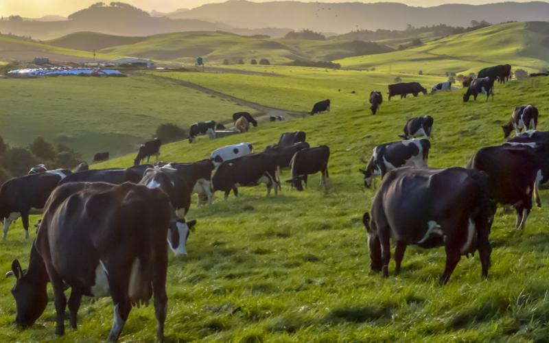 تشهد صناعة الألبان في نيوزيلندا عمليات اندماج كبيرة وصفقات قياسية في عام 2025