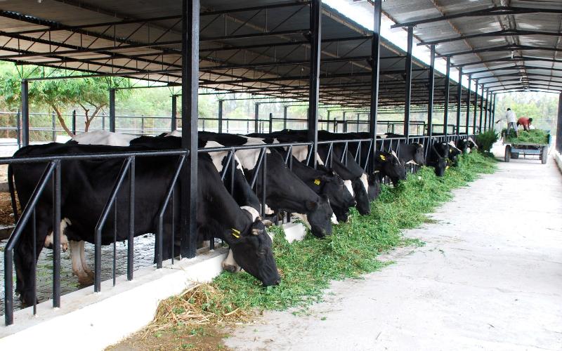 El sector lácteo de Pakistán busca reformas en fiscalidad y productividad