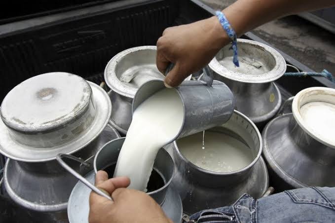 Ganaderos mexicanos enfrentan declive ante el aumento de sustitutos lácteos