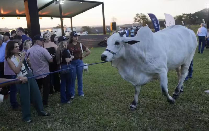 Elite Cow Sales Achieve High Prices at Global Connections Event