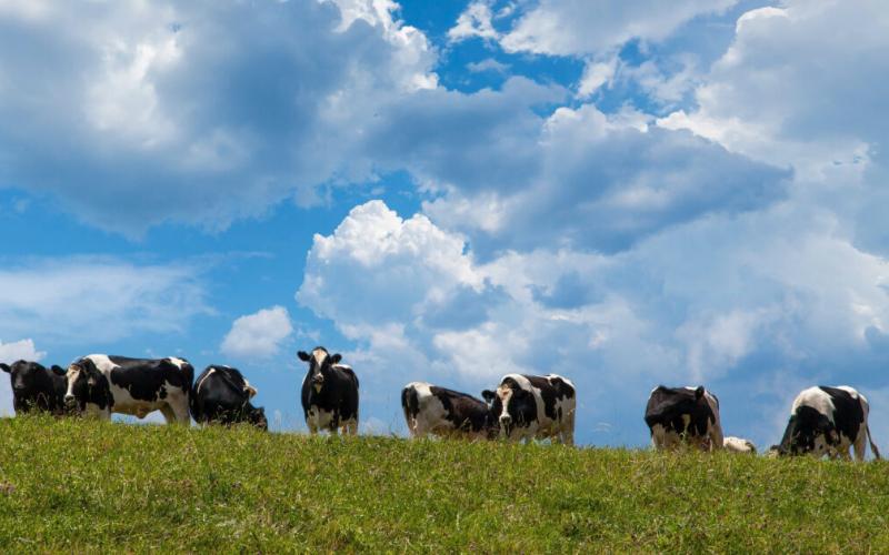 Chiapas Farmers Struggle Due to Milk Price Drop