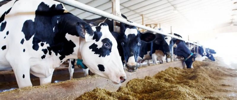 Latin American Dairy Sector Embraces Sustainability and Cooperation