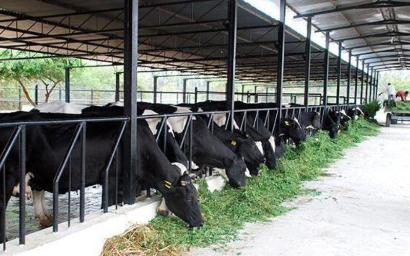 Friesland Campina, Avrupa Pazarındaki Düşüş Nedeniyle Kasım Ayı Süt Fiyatını Azaltıyor