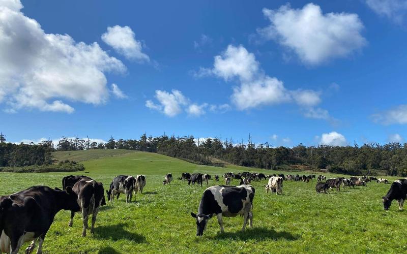 Prime Dairy Hits Major Milestone: 10,000 Cows and Expanding Output