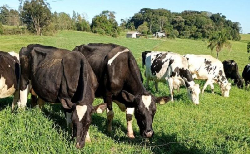 Rio Grande do Sul Ranchers Have Until October to Pay Health Fee