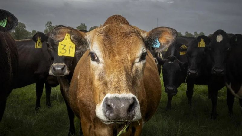 Foreign Investments Reshape New Zealand's Dairy Processing Sector