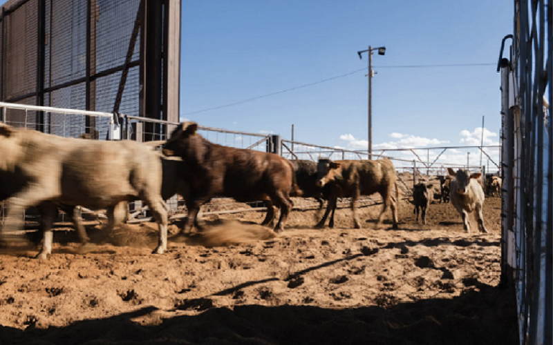 Texas Dairy and Poultry Producers Grapple with Ongoing Bird Flu Crisis