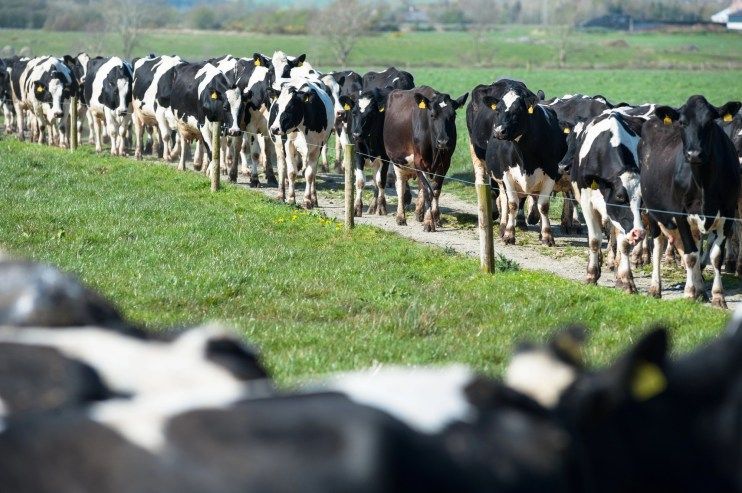 FDA Authorizes Emergency Use of Dectomax CA-1 for Dairy Cattle