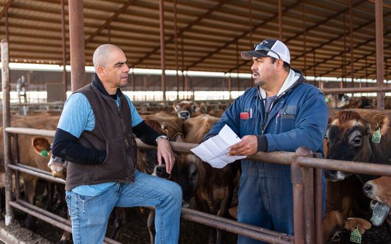 Fewer Farms, More Concentration in Argentine Dairy Production
