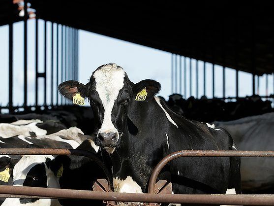 Organic Valley Criticizes Federal Milk Pricing for Disadvantaging Organic Farmers