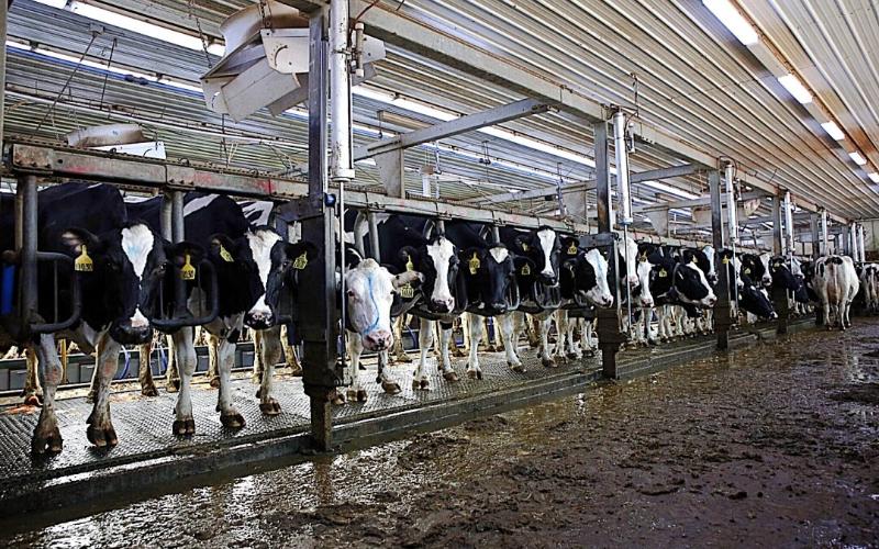 South Dakota's Dairy Industry Experiences Significant Growth and Economic Impact