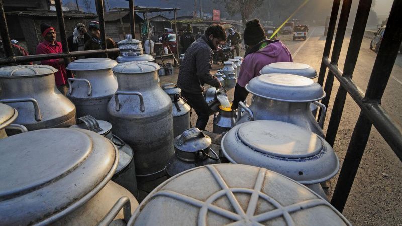 India's Dairy Sector Faces Sustainability Challenges Amid Climate Change