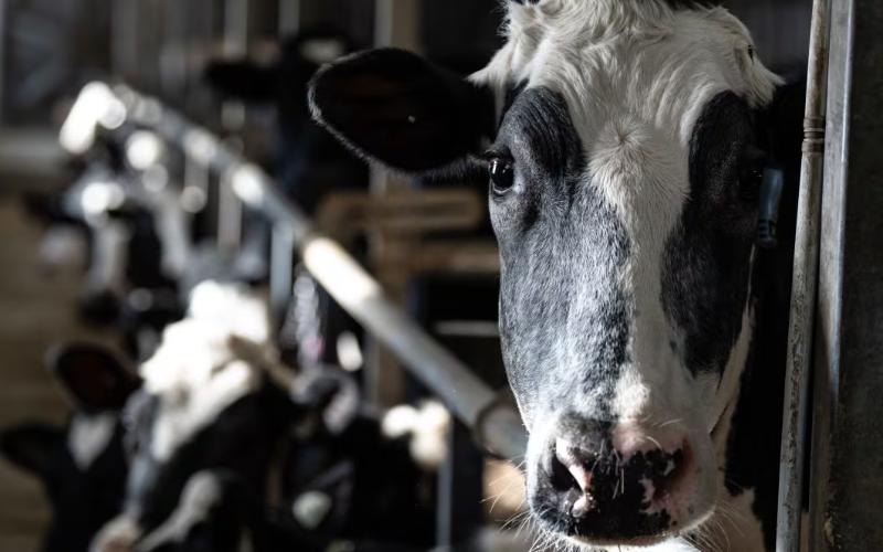 Record Agricultural Production Triggers Alarms in the Dairy Industry