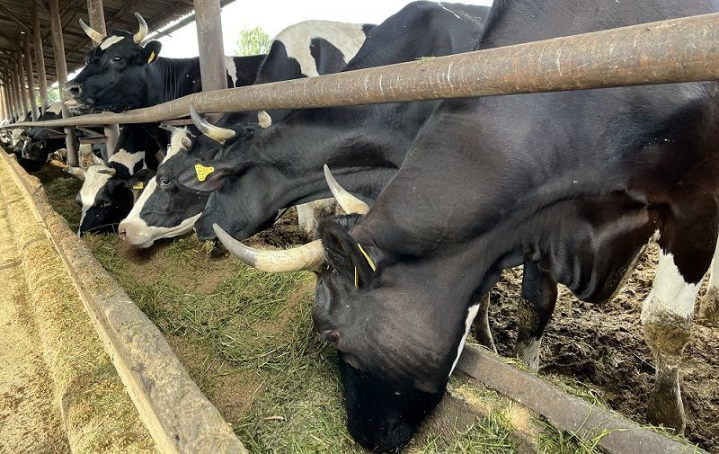 Кыргызстан отмечает высокое качество кормов и низкие ставки за пользование пастбищами