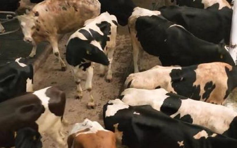 Burabay Milk завезла первую партию голштинских нетелей для новой молочной фермы в Акмолинской области
