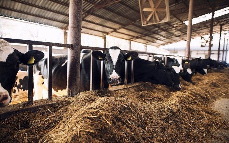 The Turkmen livestock complex Süýtli ýaýla continues to increase its livestock population