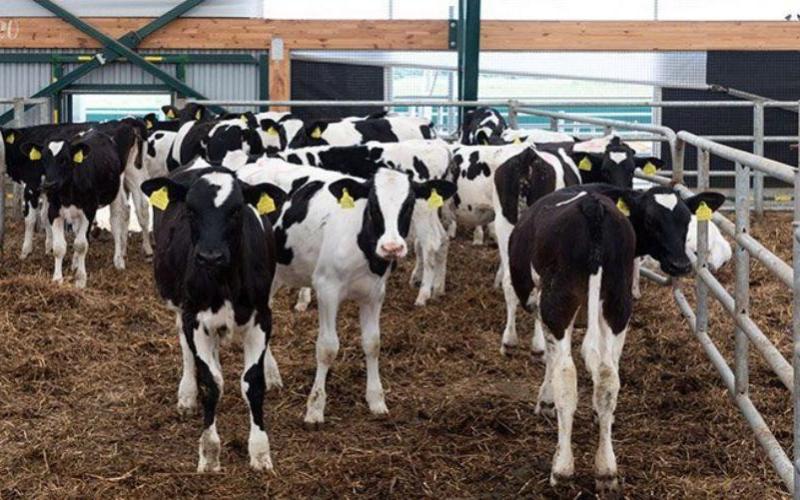 Animal Health Ireland Publica Guía para Mejorar las Prácticas de Cría de Terneros