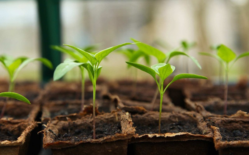 «Золотой початок» и Syngenta создадут предприятие для селекционной работы в Воронежской области