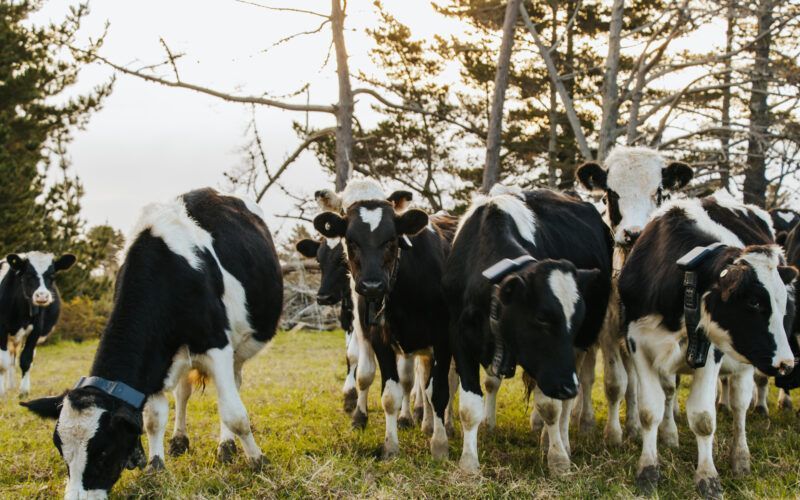 Las granjas de carne de Nueva Zelanda adoptan tecnología de collares inteligentes