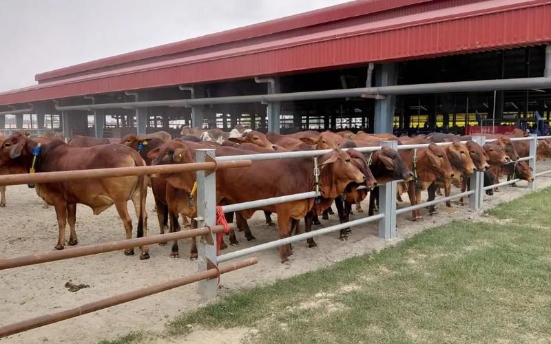 India Advances Gir Embryo Transfer to Enhance Dairy Productivity