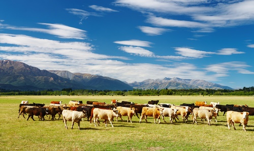 The future of the agricultural emissions plan is now uncertain as the National party withdraws its support.