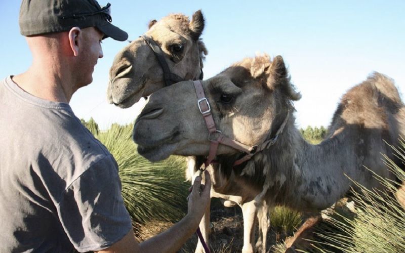 DromeDairy Naturals leads global expansion of powdered camel milk as the 21st century superfood