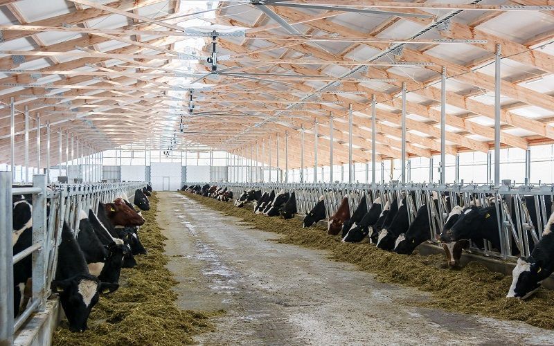 انخفاض عدد مزارع الألبان في ويسكونسن يبرز التحديات الهيكلية في الزراعة