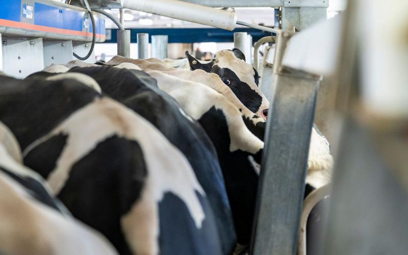 India Unveils $240M Grant for Dairy Revolution