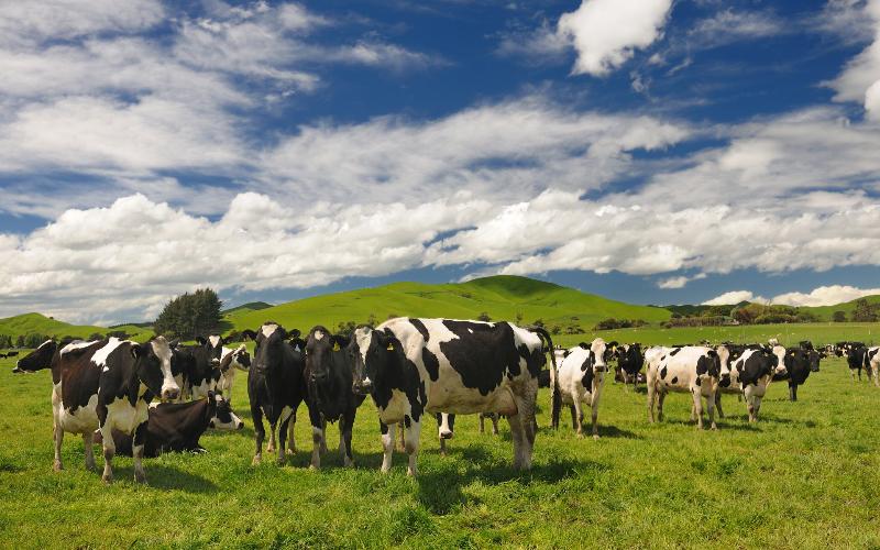 هل تستعد نيوزيلندا لتشديد لوائح إمدادات الحليب