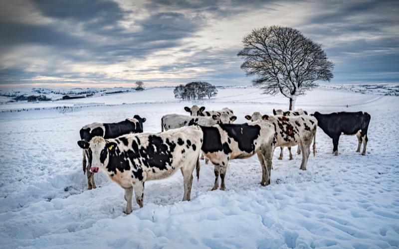 Wisconsin Dairy Farms Receive Aid Following Severe Blizzard Impact