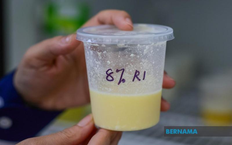 UniSZA, Yerel Süt Ürünleri Büyümesi İçin Probiyotik Manda Sütü Peynir Altı Suyu Geliştiriyor