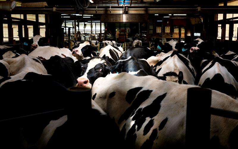 US Dairy Industry Sees First Herd Contraction in Nearly a Year