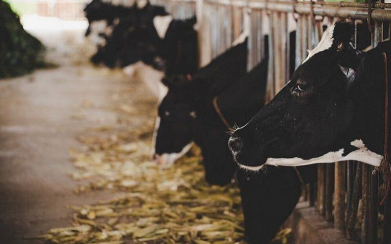 USDA Projects Steady Growth in U.S. Dairy Production by 2026